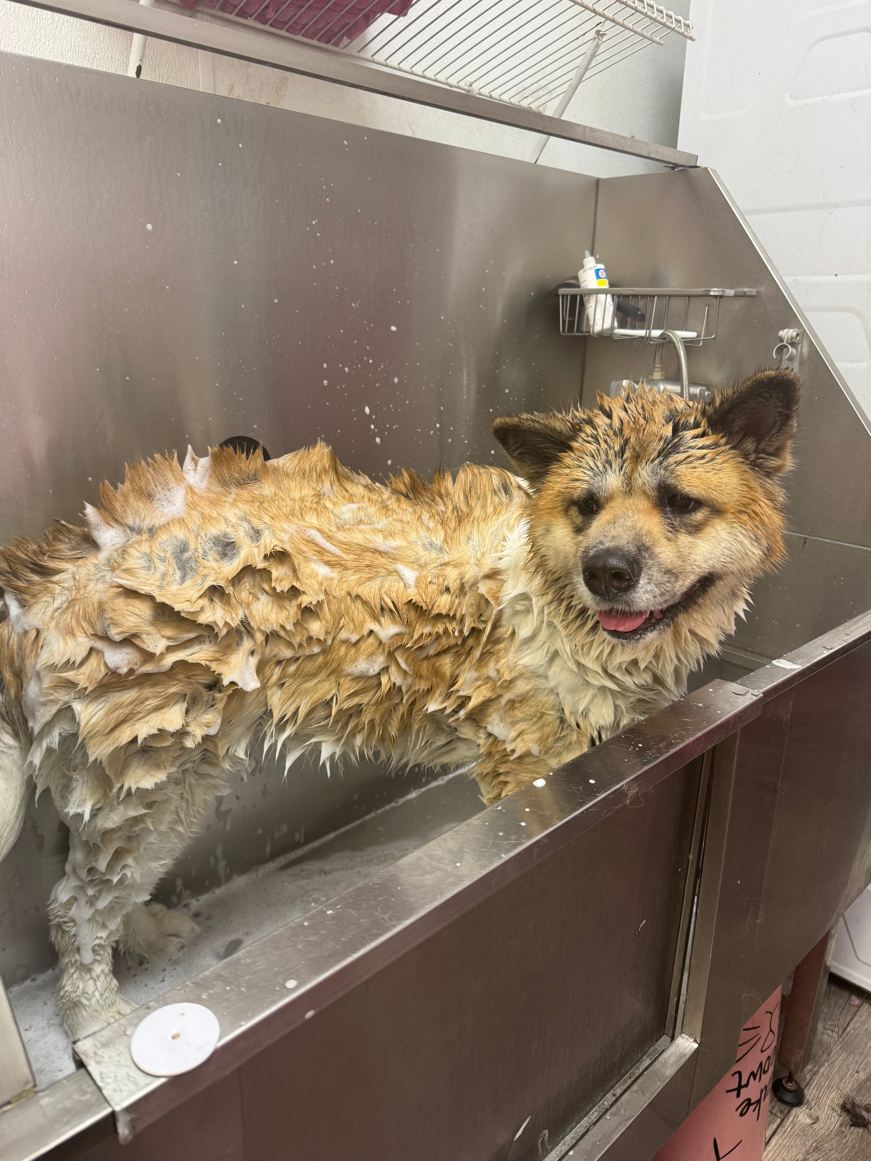 Dog enjoying a professional bath and blow dry