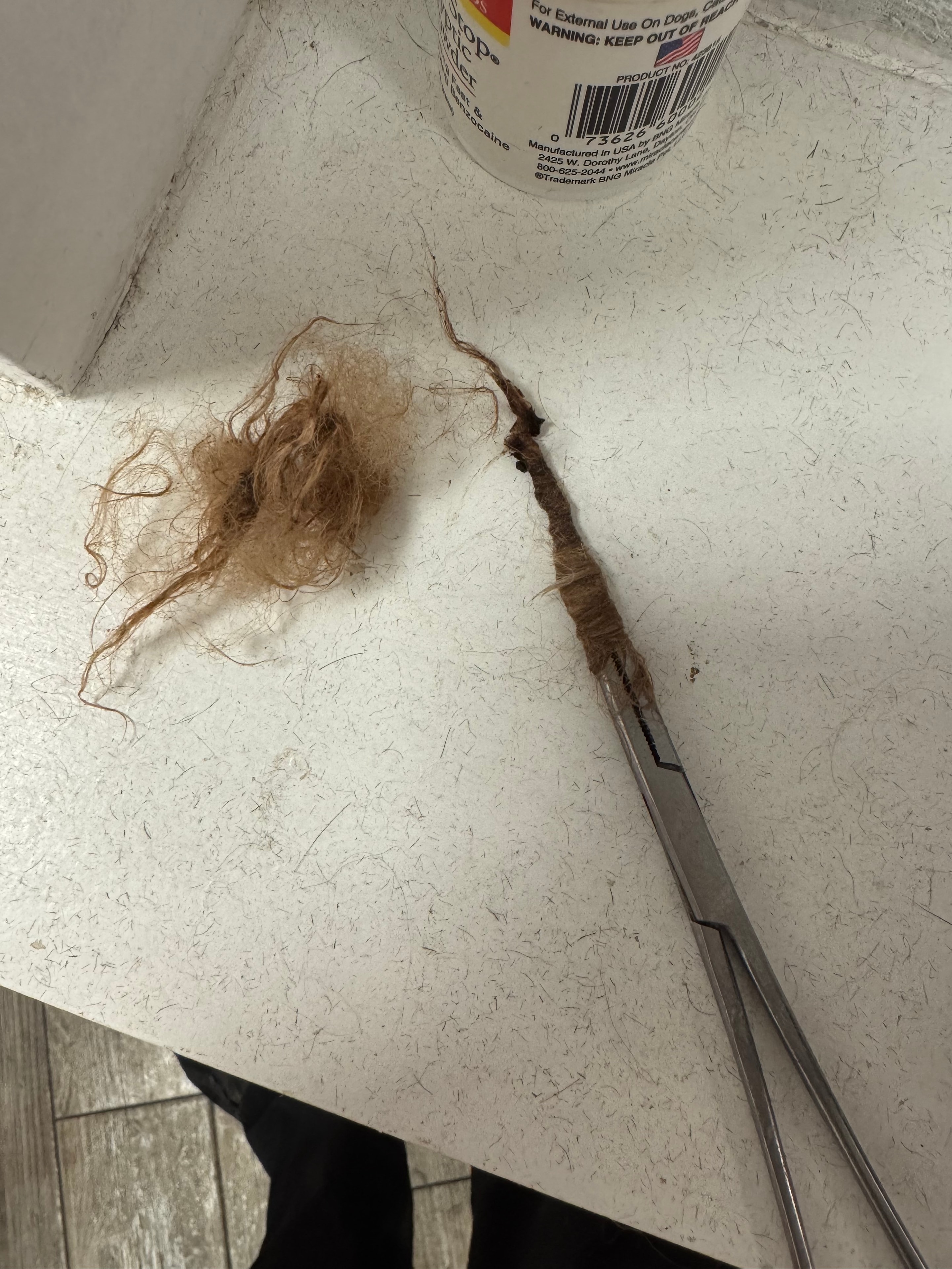 Clean healthy dog ear after grooming