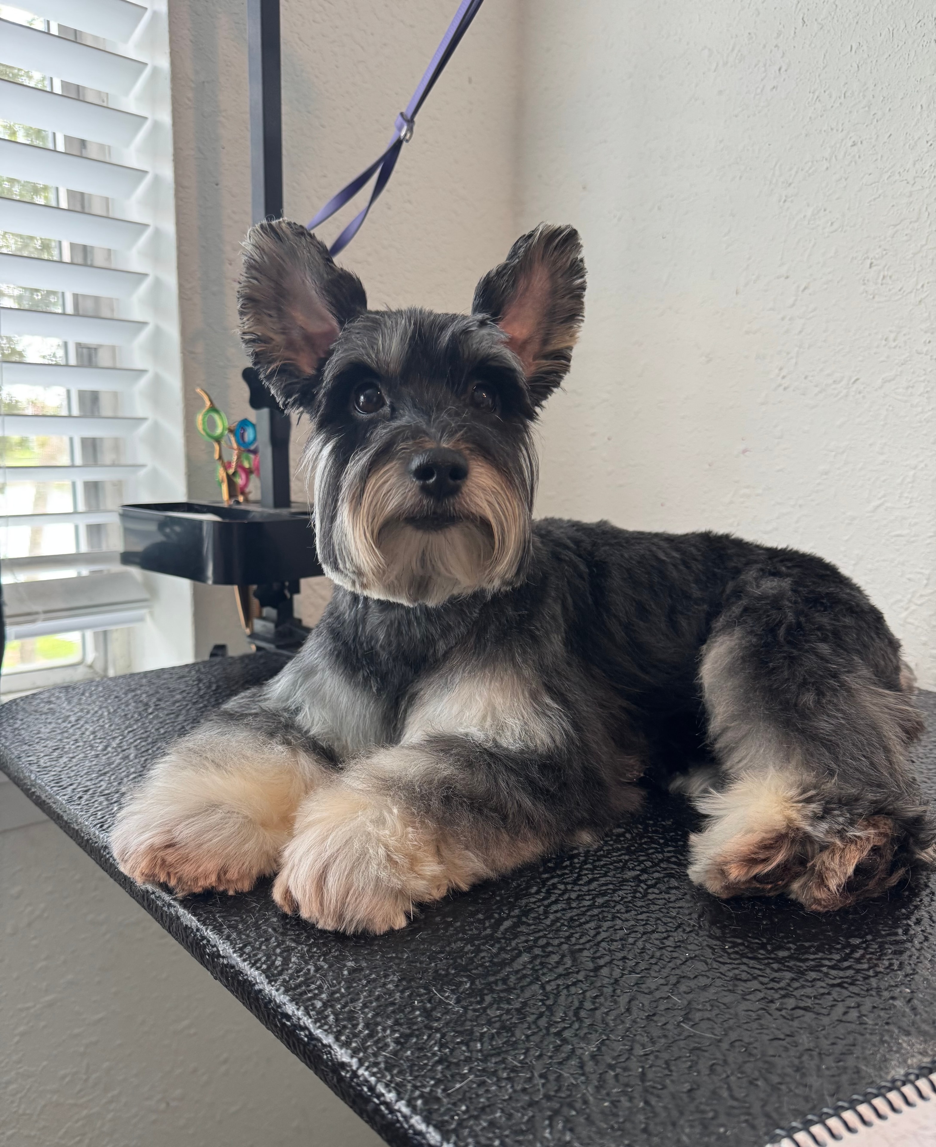 Full body grooming session for a dog
